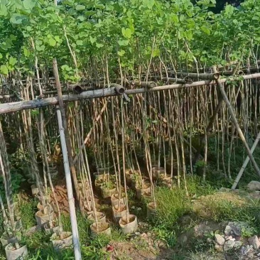 光杆宫粉紫荆2～10公分基地直销规格齐全欢迎老板来电咨询
