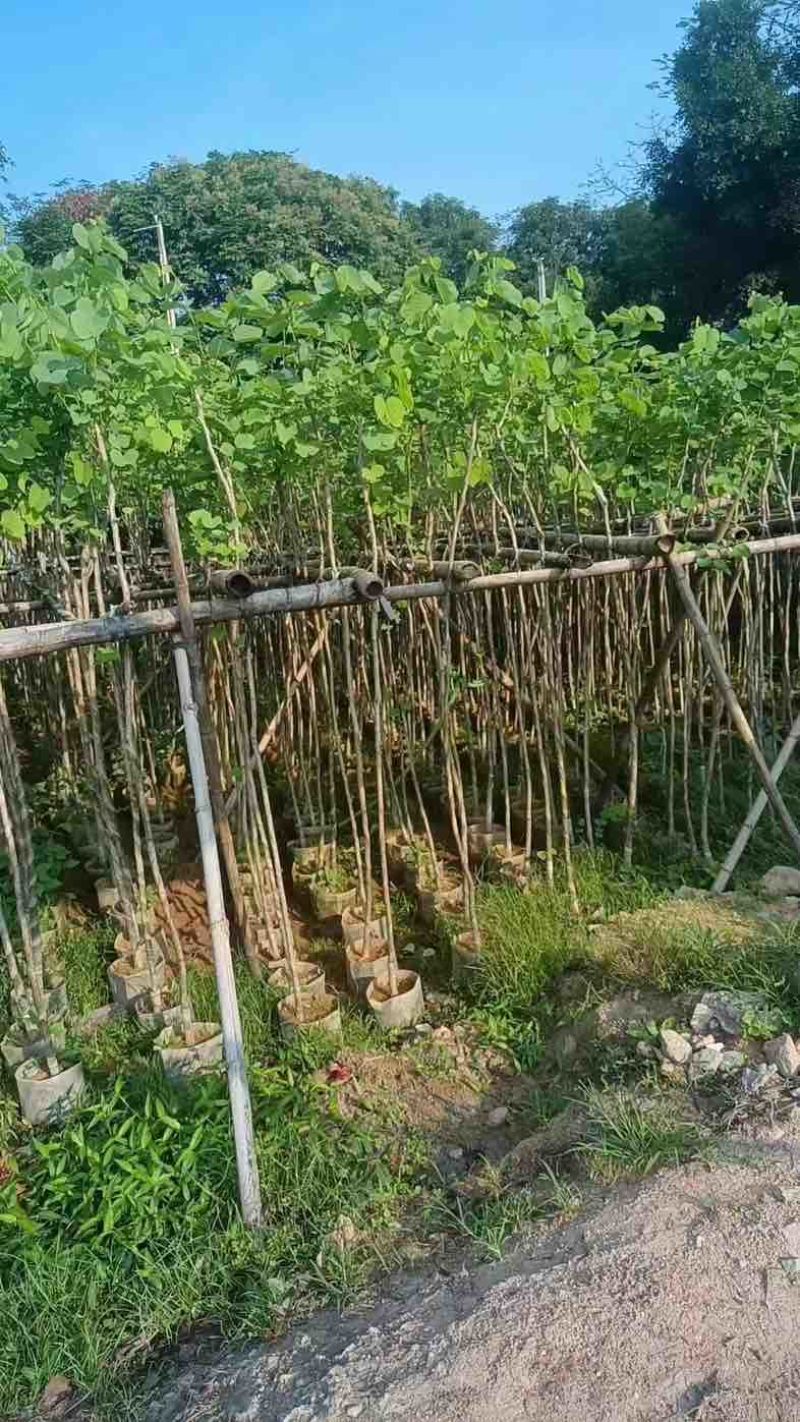 光杆宫粉紫荆2～10公分基地直销规格齐全欢迎老板来电咨询