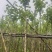 光杆宫粉紫荆2～10公分基地直销规格齐全欢迎老板来电咨询