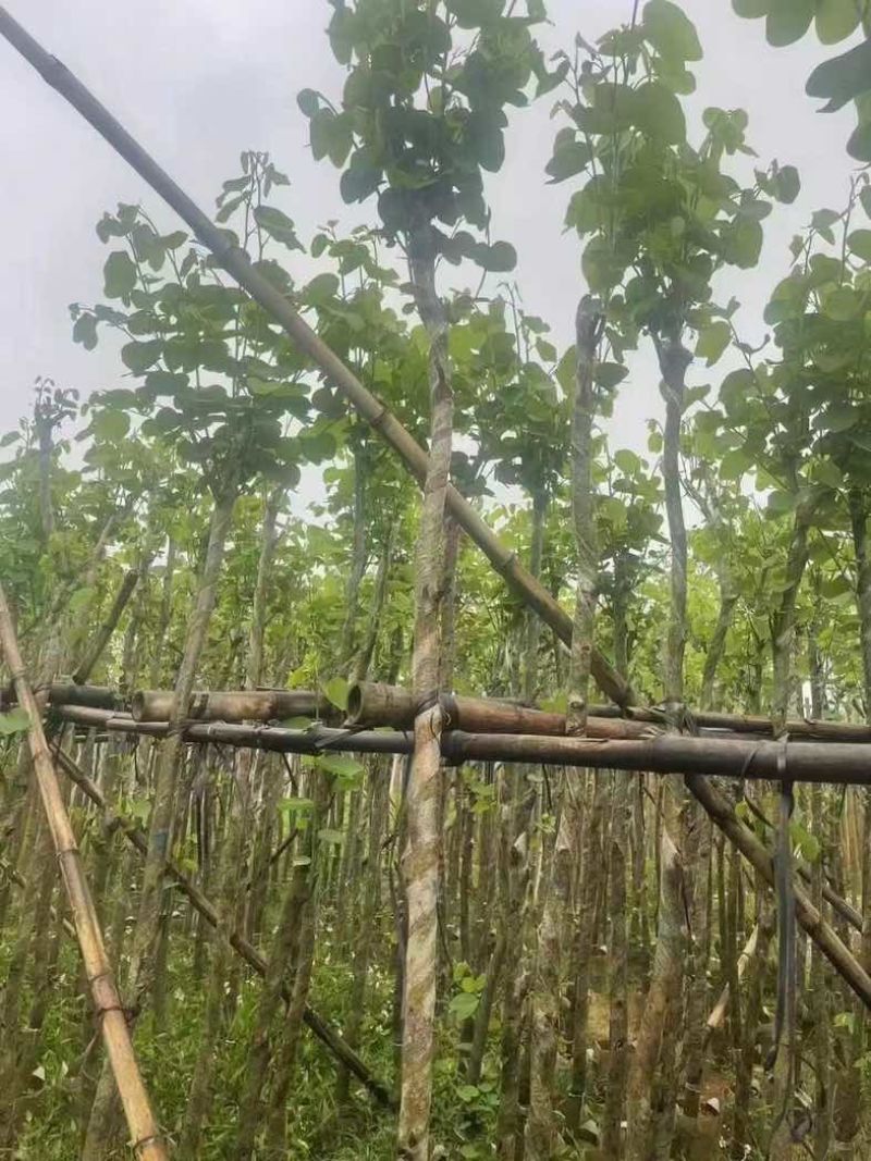 光杆宫粉紫荆2～10公分基地直销规格齐全欢迎老板来电咨询