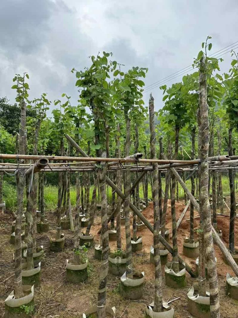 光棍宫粉紫荆5～8公分基地直销规格齐全欢迎老板来电