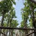 光棍宫粉紫荆5～8公分基地直销规格齐全欢迎老板来电