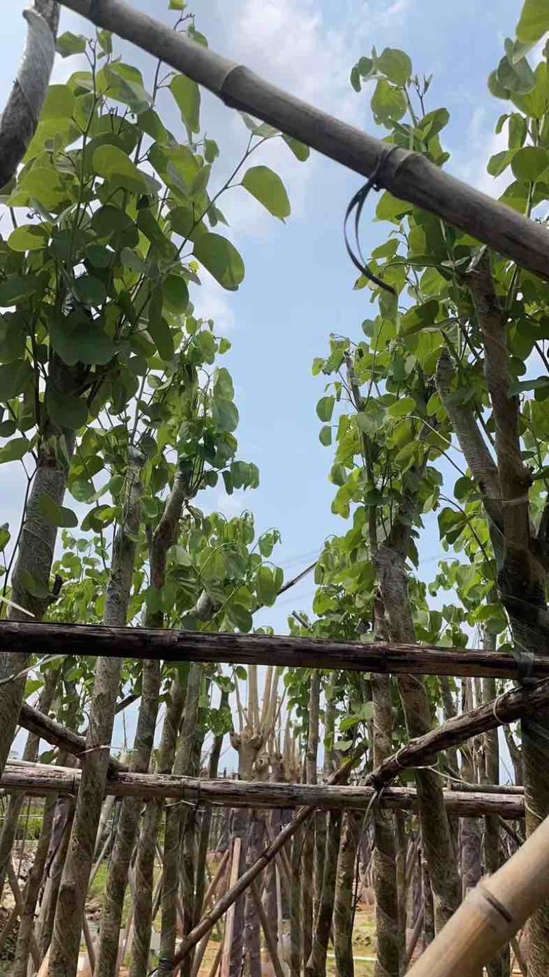 光棍宫粉紫荆5～8公分基地直销规格齐全欢迎老板来电