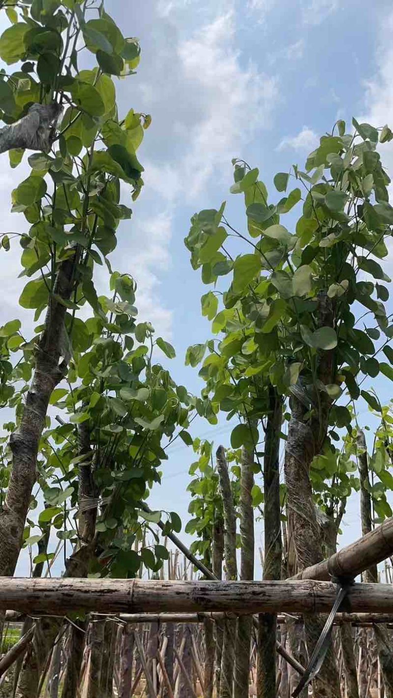 光棍宫粉紫荆5～8公分基地直销规格齐全欢迎老板来电