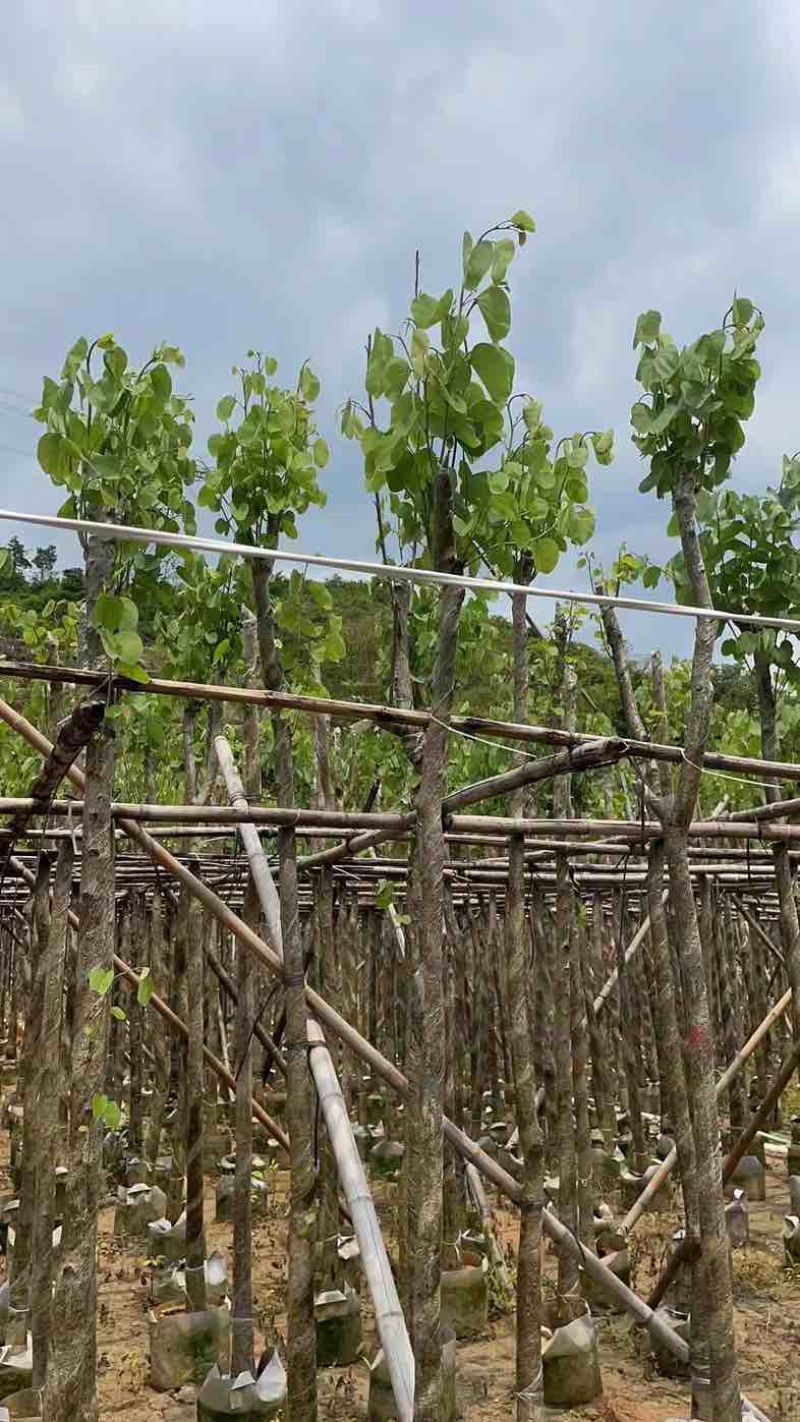 光棍宫粉紫荆5～8公分基地直销规格齐全欢迎老板来电