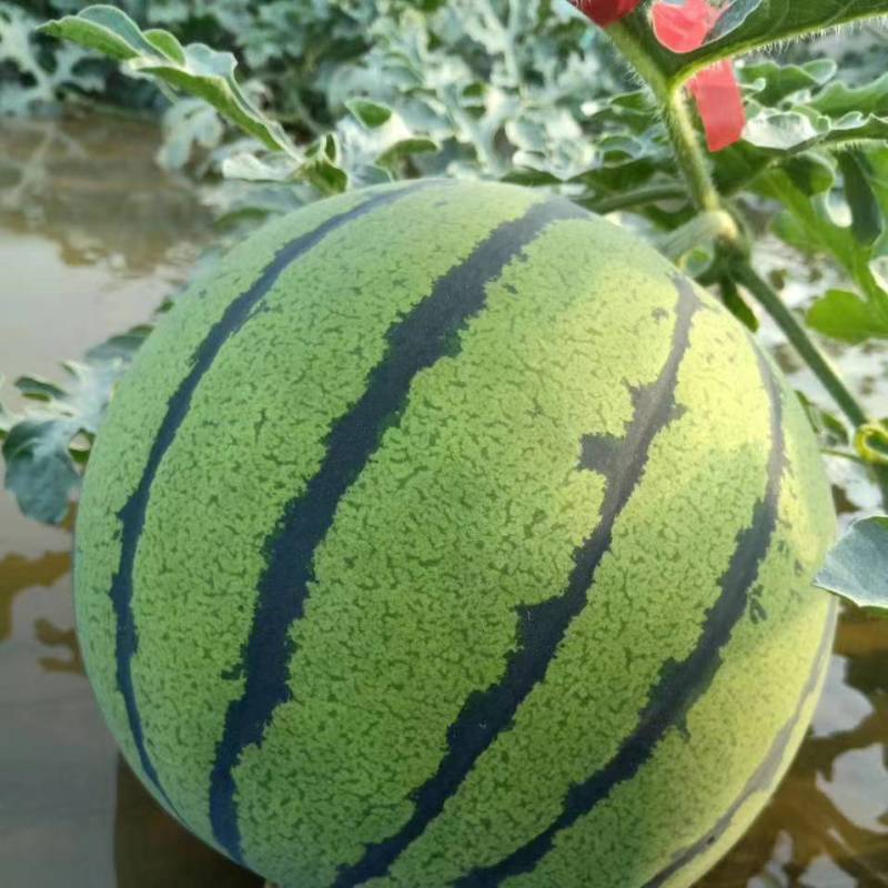 头茬甜王西瓜糖分高口感好长期有货靠谱货源现摘现发