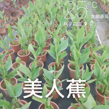 美人蕉