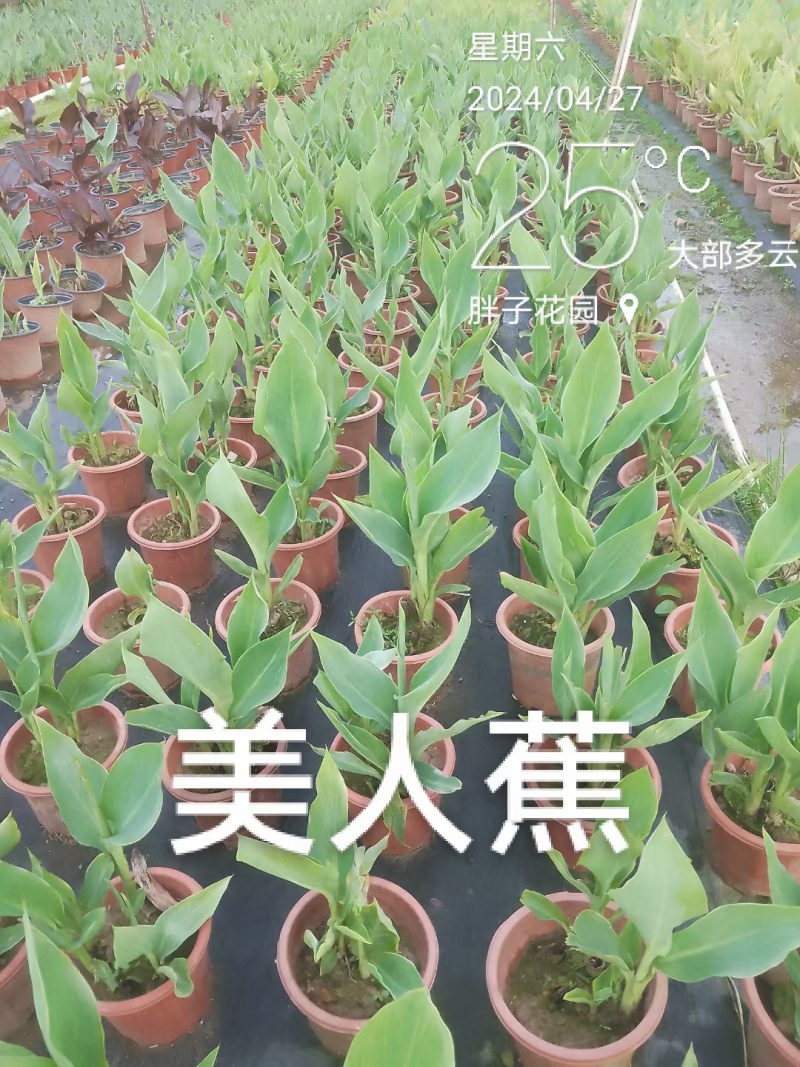 美人蕉