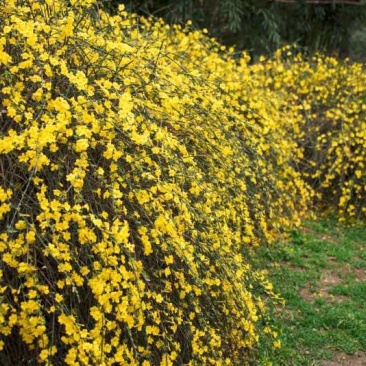 迎春花苗，多分枝迎春花苗，早春观花植物自产自销，迎春小苗批发