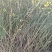 迎春花苗，多分枝迎春花苗，早春观花植物自产自销，迎春小苗批发