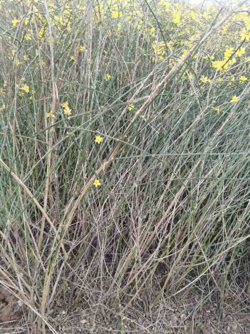 迎春花苗，多分枝迎春花苗，早春观花植物自产自销，迎春小苗批发