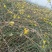 迎春花苗，多分枝迎春花苗，早春观花植物自产自销，迎春小苗批发