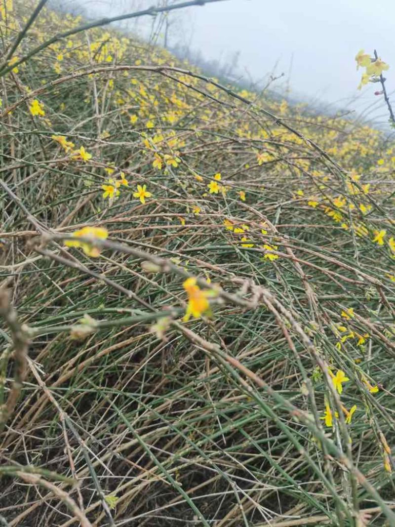 迎春花苗，多分枝迎春花苗，早春观花植物自产自销，迎春小苗批发