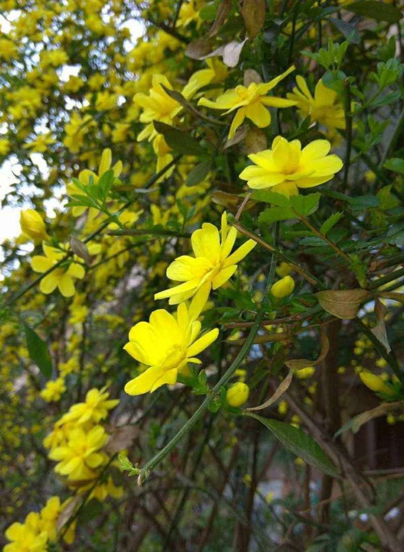 迎春花苗，多分枝迎春花苗，早春观花植物自产自销，迎春小苗批发