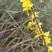 迎春花苗，多分枝迎春花苗，早春观花植物自产自销，迎春小苗批发