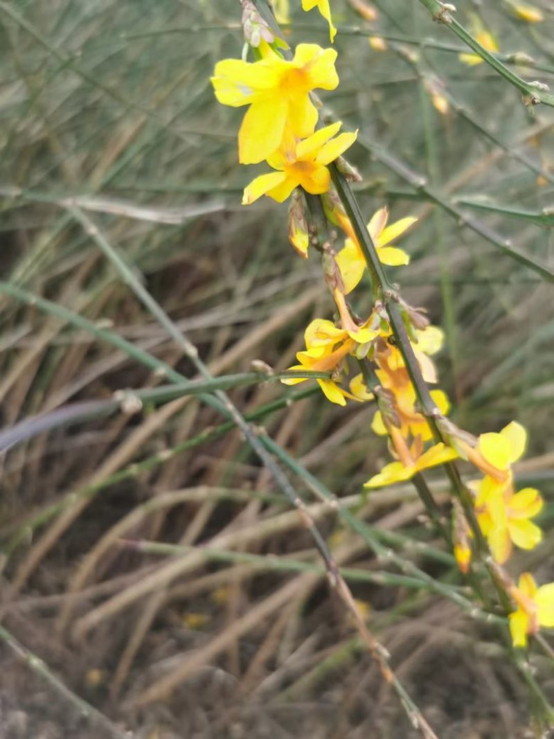 迎春花苗，多分枝迎春花苗，早春观花植物自产自销，迎春小苗批发