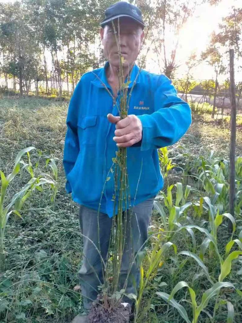 迎春花苗，多分枝迎春花苗，早春观花植物自产自销，迎春小苗批发