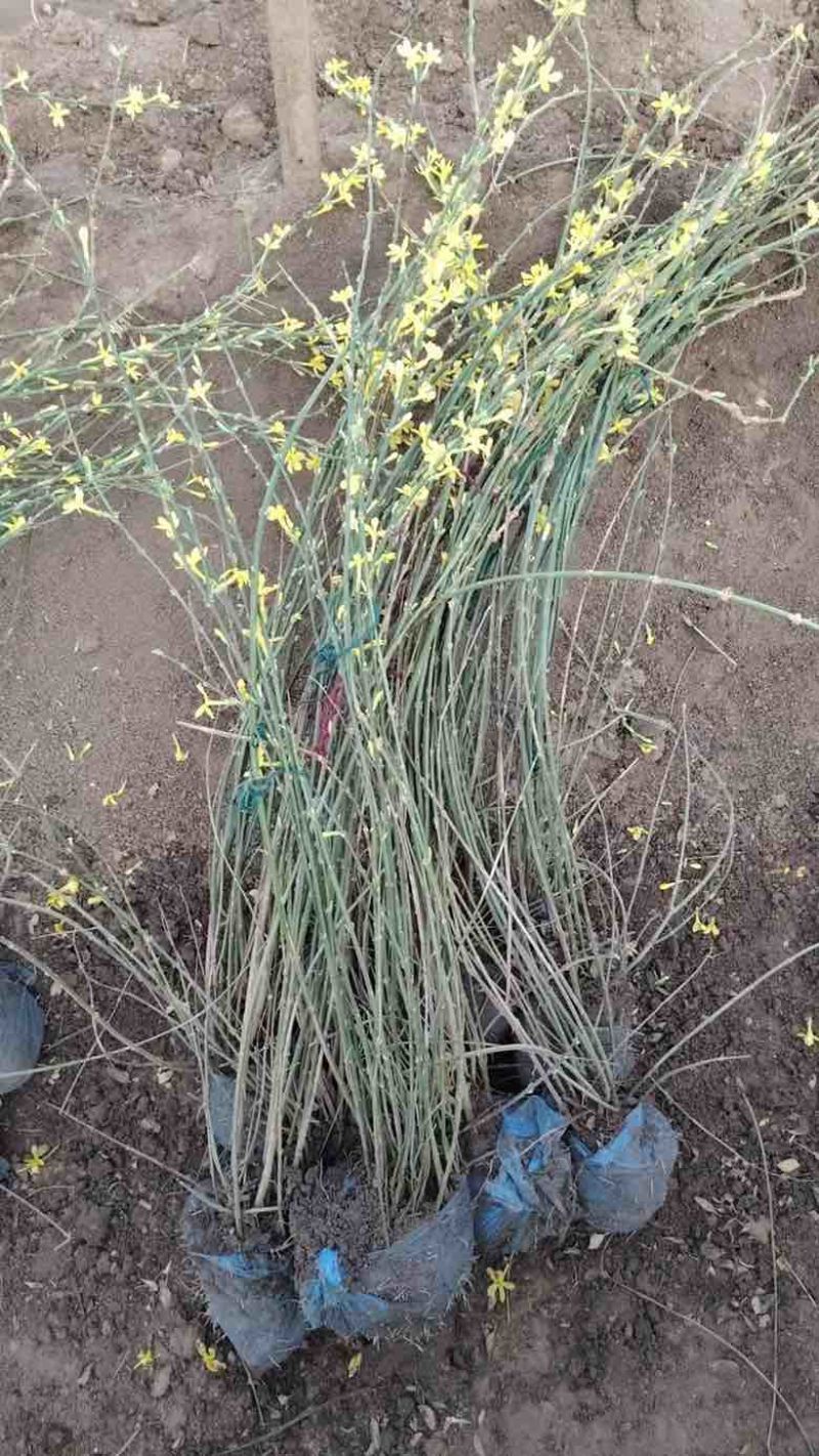 迎春花苗，多分枝迎春花苗，早春观花植物自产自销，迎春小苗批发