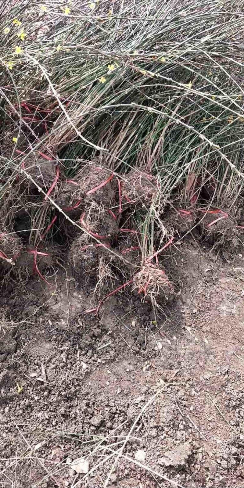 迎春花苗，多分枝迎春花苗，早春观花植物自产自销，迎春小苗批发