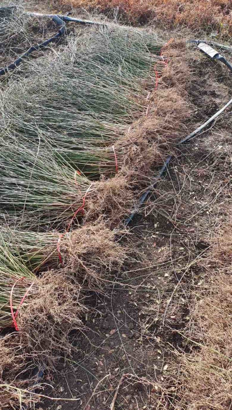 迎春花苗，多分枝迎春花苗，早春观花植物自产自销，迎春小苗批发