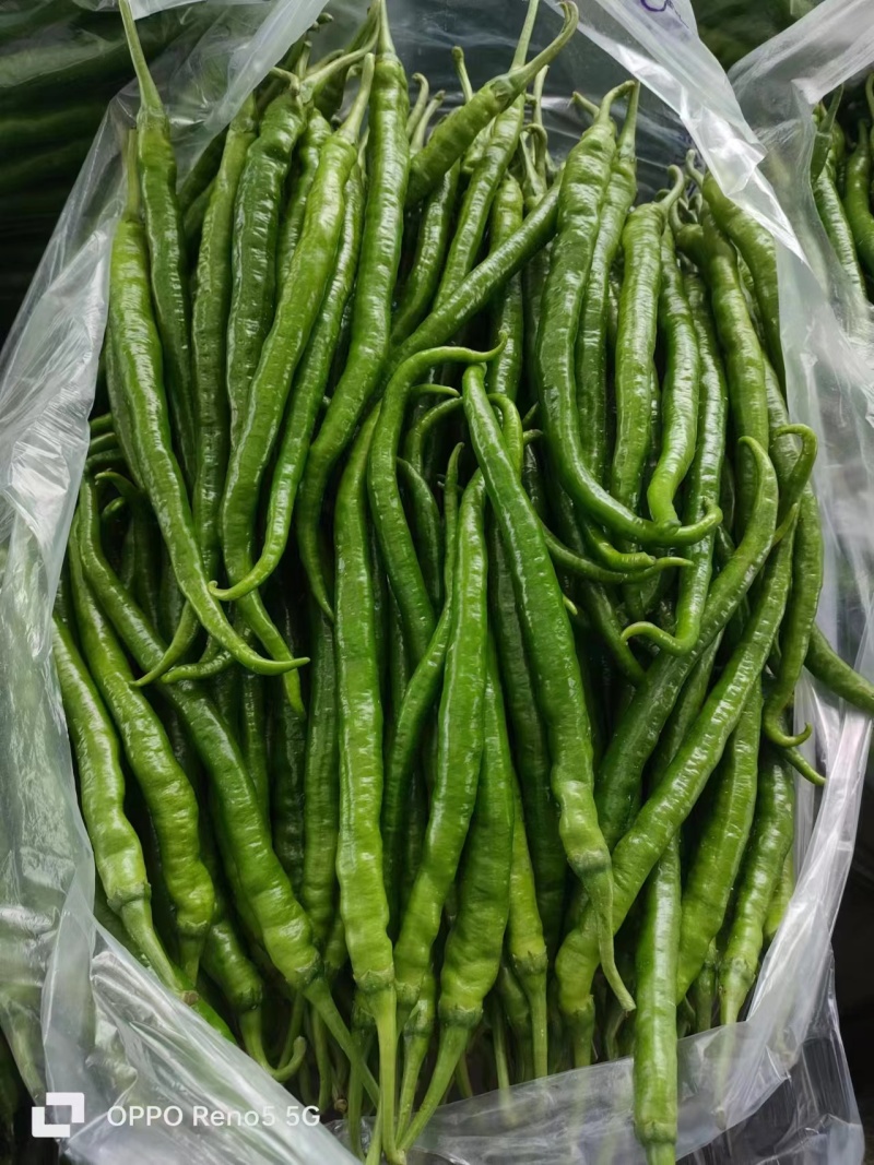 8号椒