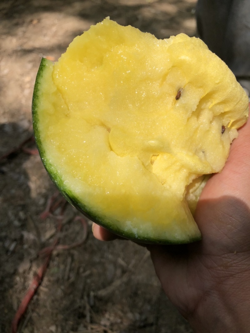 西瓜源头供应随时有货
