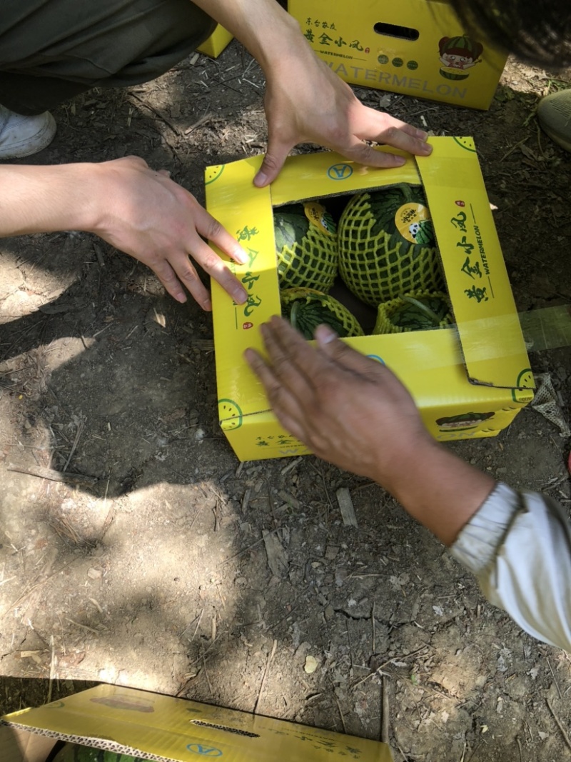 西瓜源头供应随时有货