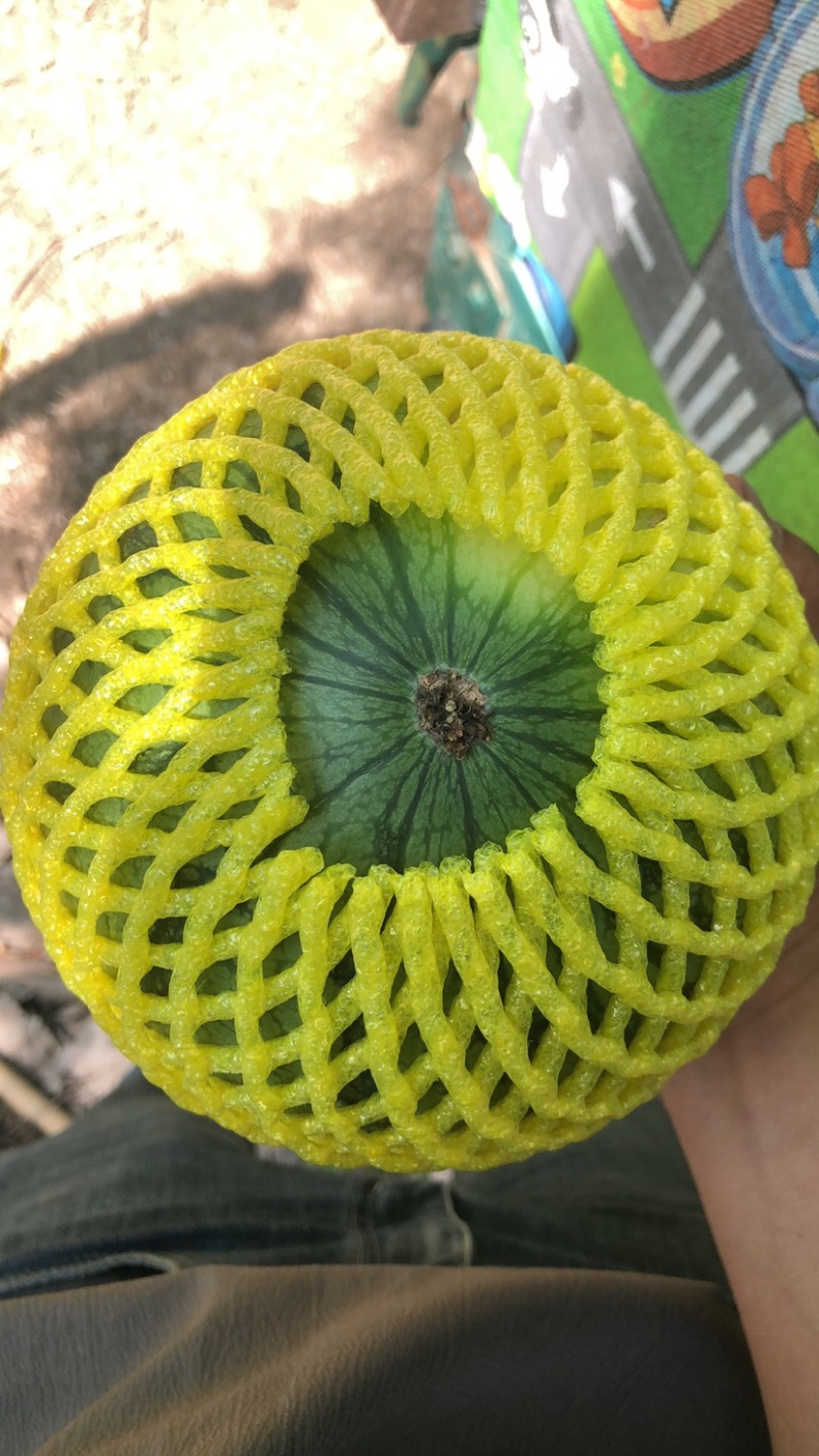 西瓜源头供应随时有货