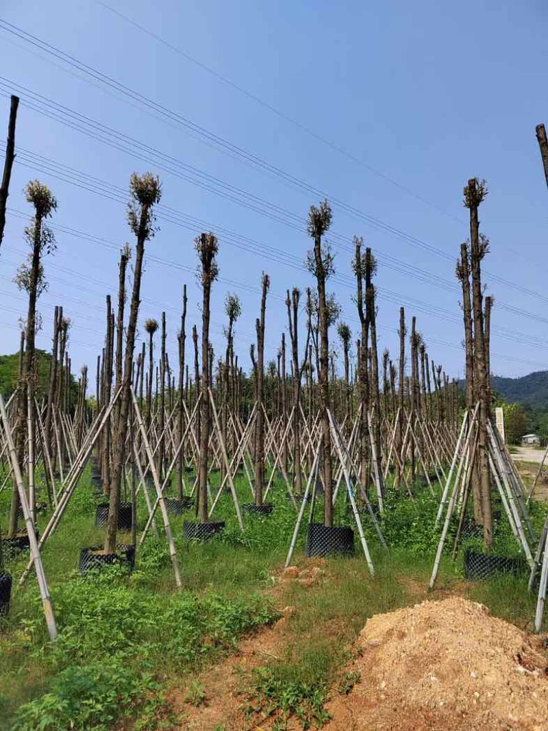 金丝楠木/小叶桢楠10～15公分