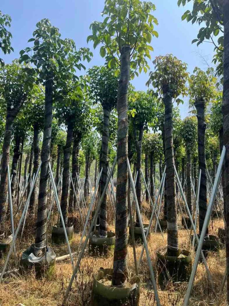 重阳木7～15公分基地直销规格齐全欢迎老板来电咨询