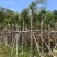 重阳木7～15公分基地直销规格齐全欢迎老板来电咨询