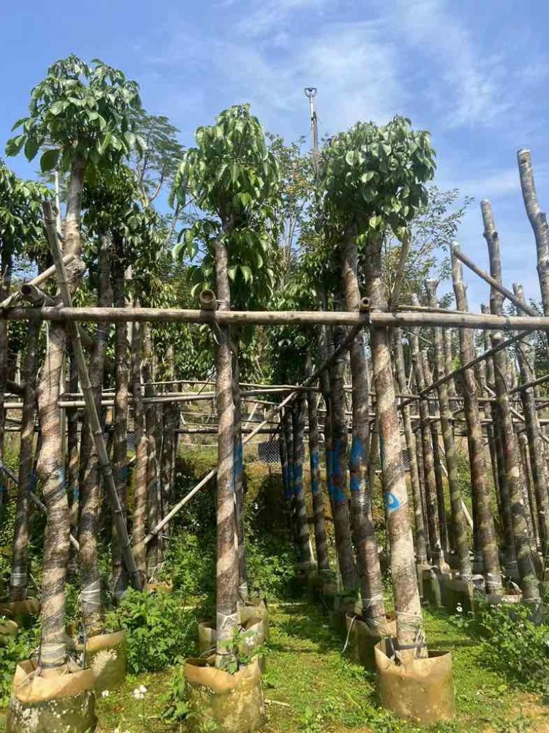 重阳木7～15公分基地直销规格齐全欢迎老板来电咨询