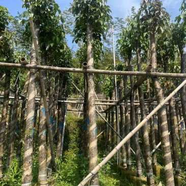 重阳木7～15公分基地直销规格齐全欢迎老板来电咨询