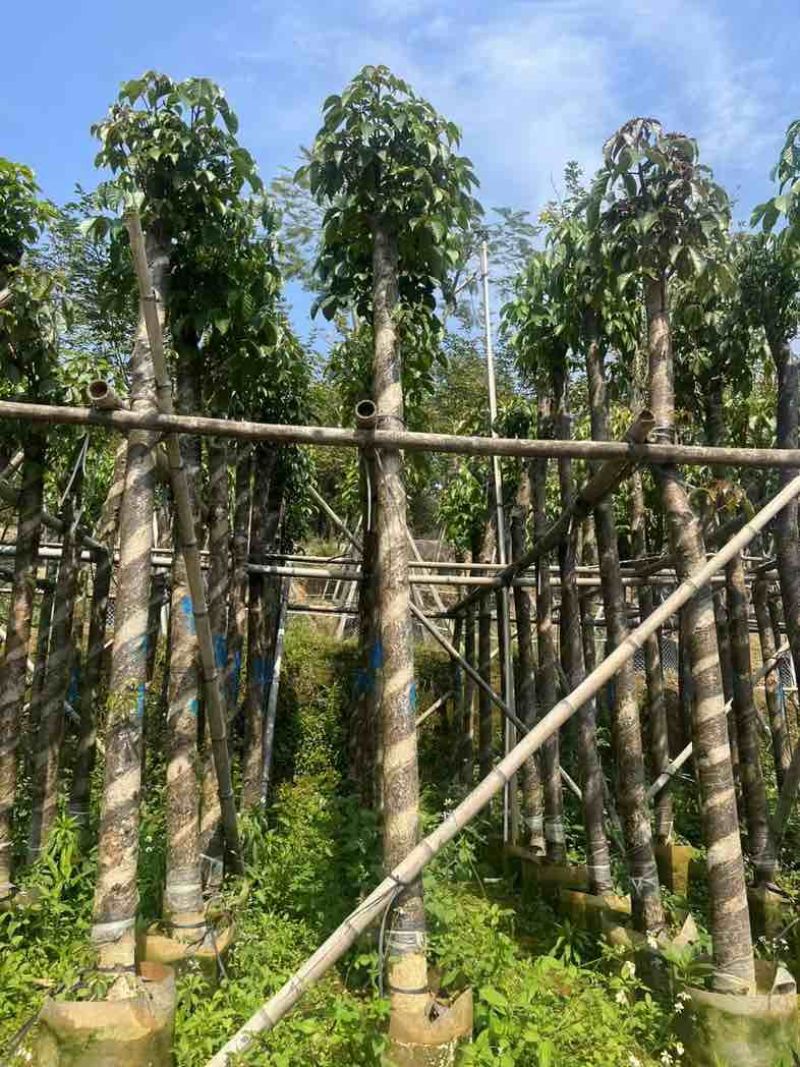 重阳木7～15公分基地直销规格齐全欢迎老板来电咨询
