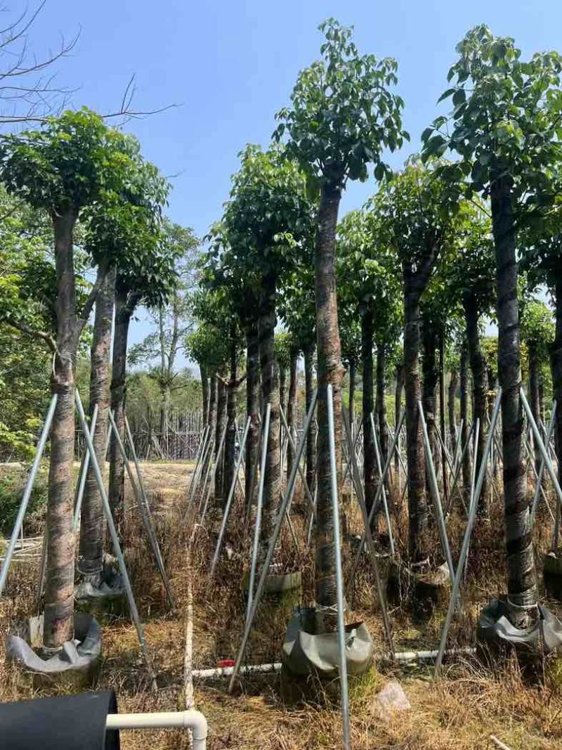 重阳木7～15公分基地直销规格齐全欢迎老板来电咨询