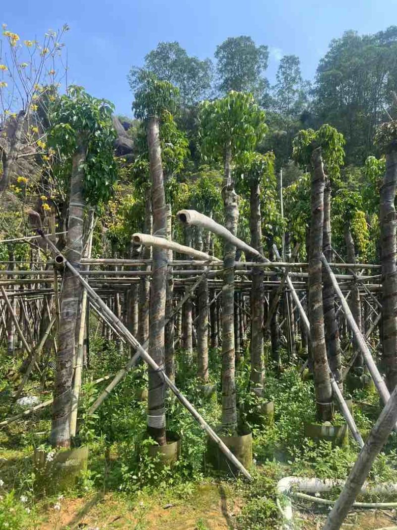 重阳木7～15公分基地直销规格齐全欢迎老板来电咨询