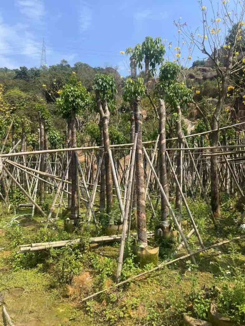 重阳木7～15公分基地直销规格齐全欢迎老板来电咨询