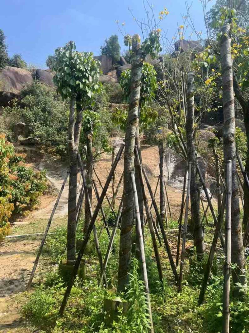 重阳木7～15公分基地直销规格齐全欢迎老板来电咨询