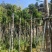 重阳木7～15公分基地直销规格齐全欢迎老板来电咨询