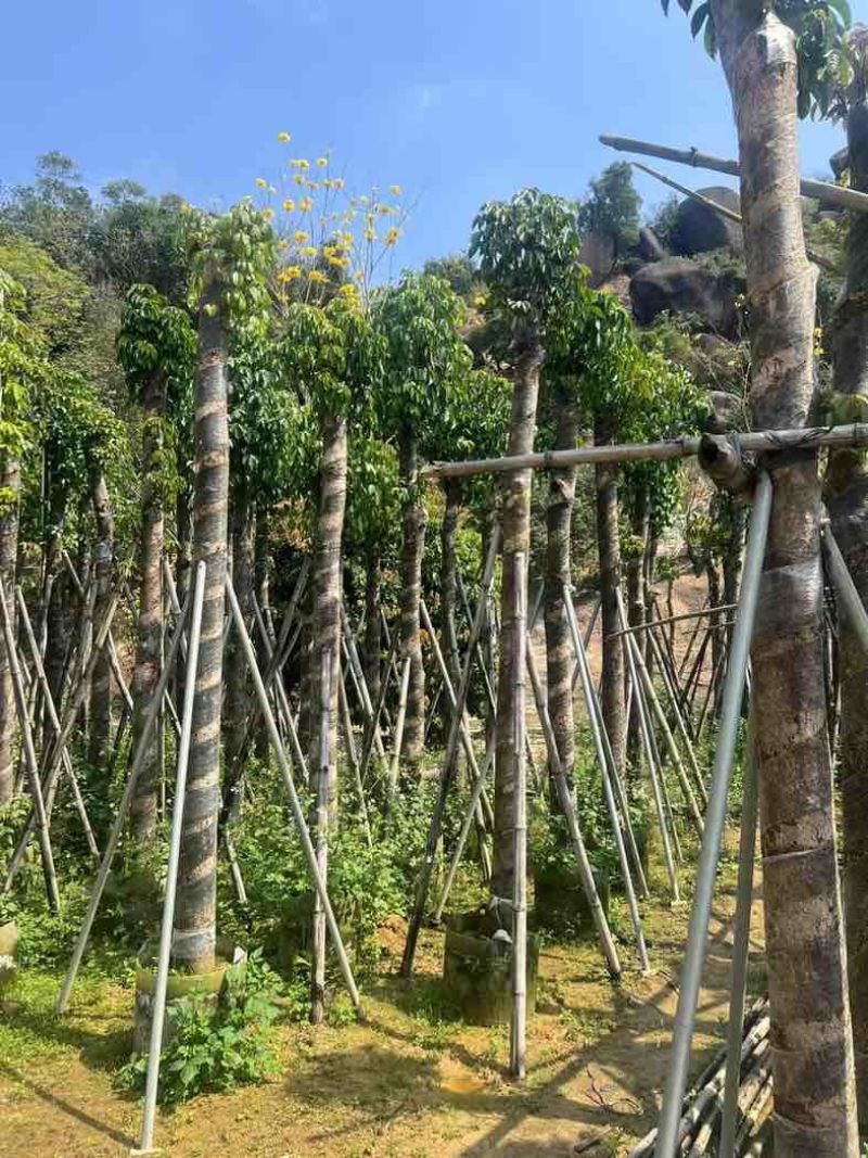 重阳木7～15公分基地直销规格齐全欢迎老板来电咨询