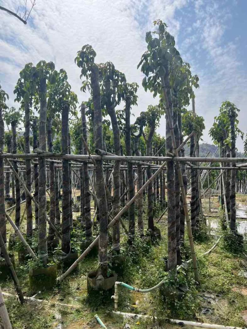 重阳木7～15公分基地直销规格齐全欢迎老板来电咨询