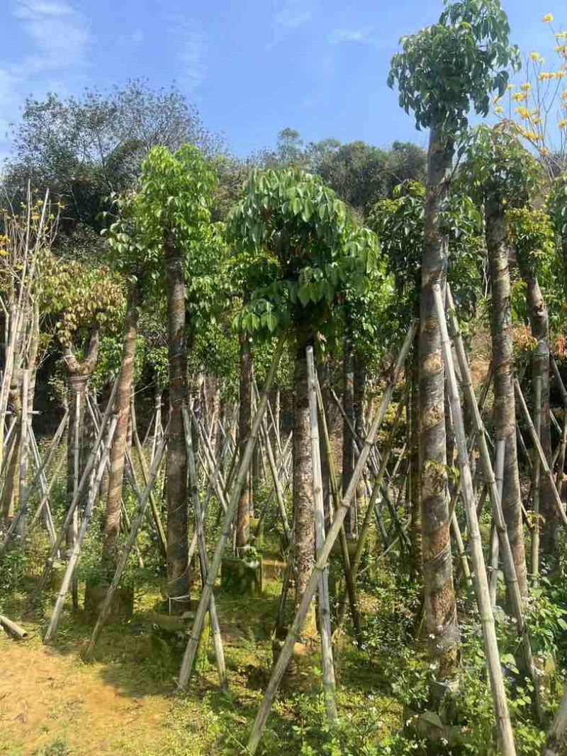 重阳木7～15公分基地直销规格齐全欢迎老板来电咨询