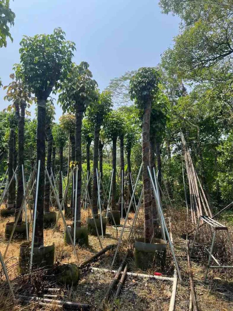 重阳木7～15公分基地直销规格齐全欢迎老板来电咨询