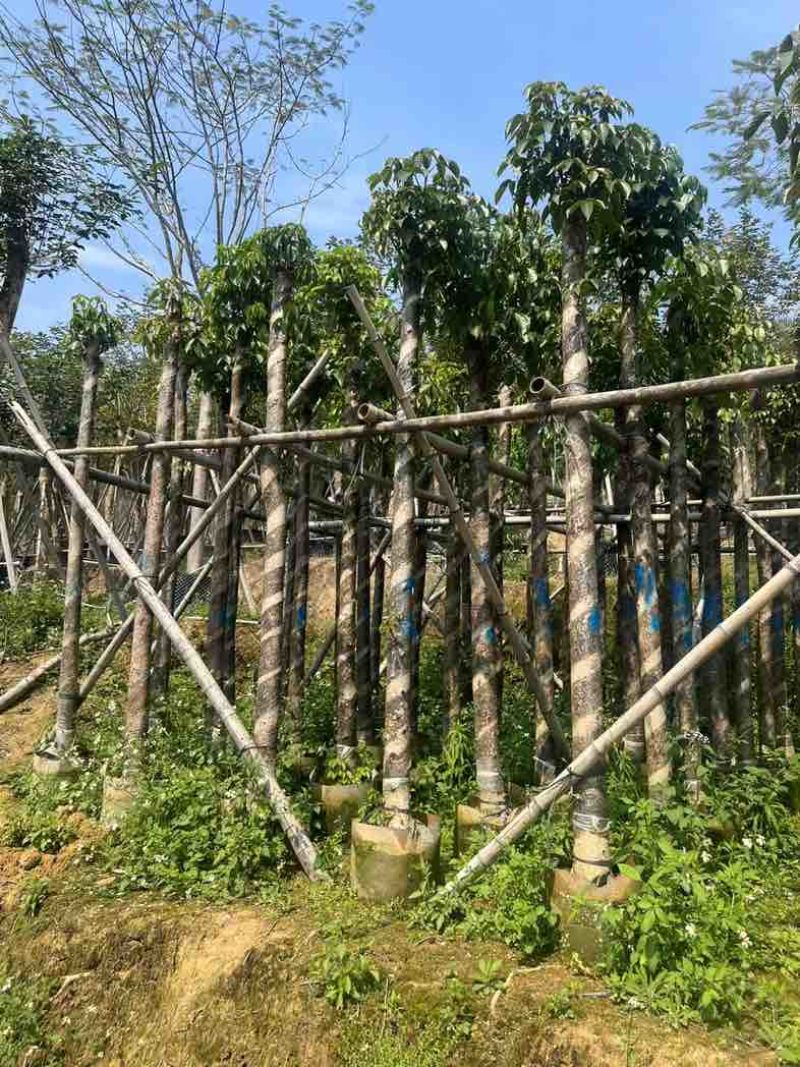 重阳木7～15公分基地直销规格齐全欢迎老板来电咨询