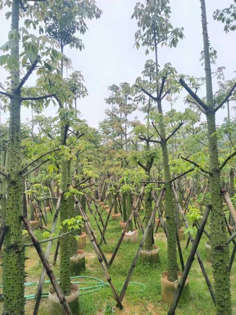 美丽异木棉10～12公分基地直销规格齐全欢迎老板来电咨询