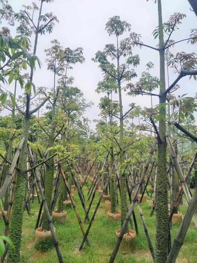 美丽异木棉10～12公分基地直销规格齐全欢迎老板来电咨询
