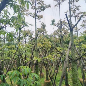 美丽异木棉10～12公分基地直销规格齐全欢迎老板来电咨询