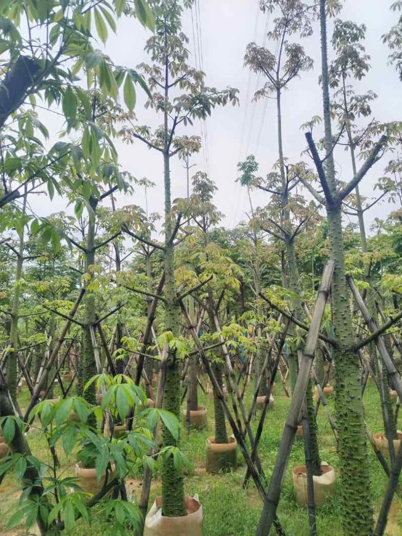 美丽异木棉10～12公分基地直销规格齐全欢迎老板来电咨询