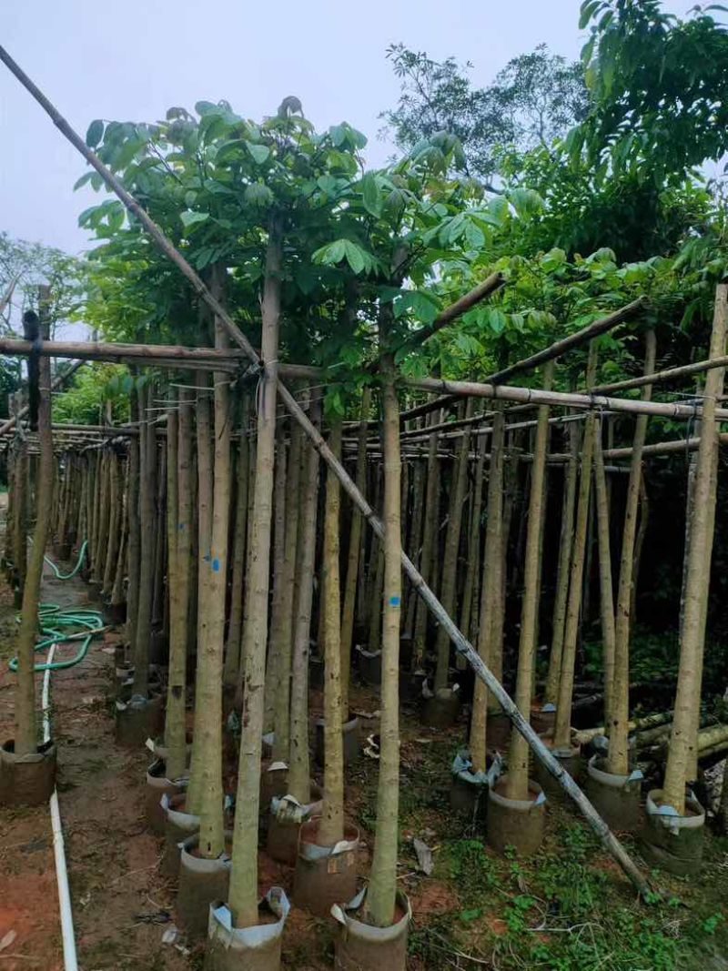 火焰木5～8公分基地直销规格齐全欢迎老板来电咨询合作
