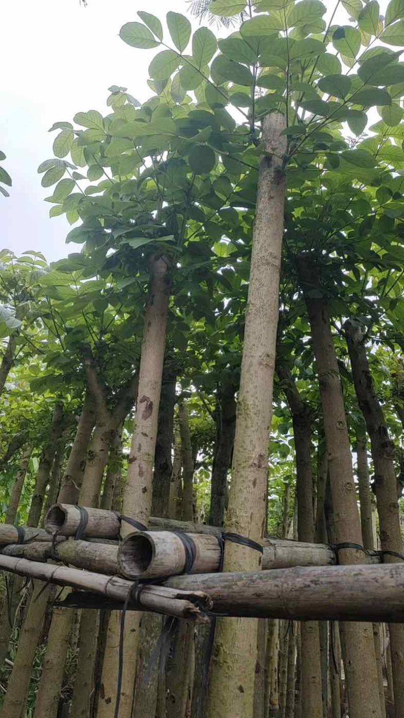 火焰木5～8公分基地直销规格齐全欢迎老板来电咨询合作